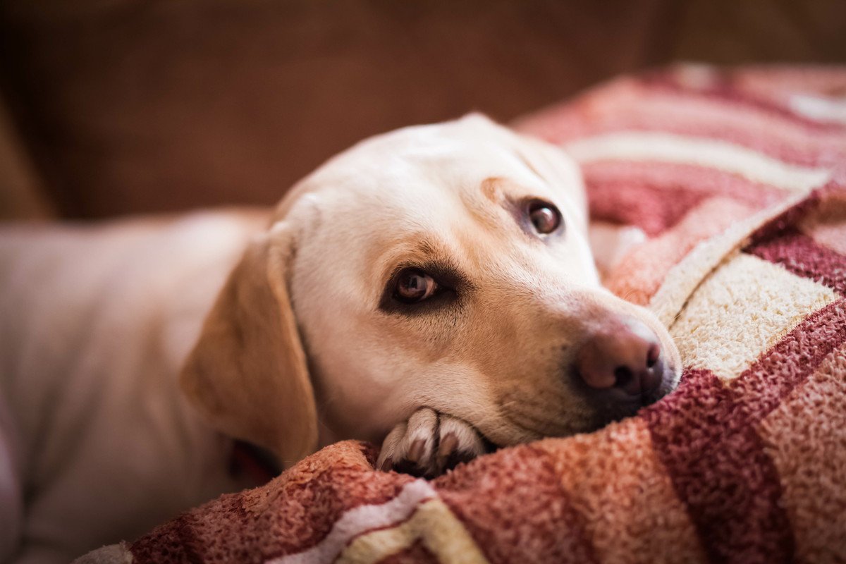 愛犬が元気を無くしてしまう『飼い主の行動』5選