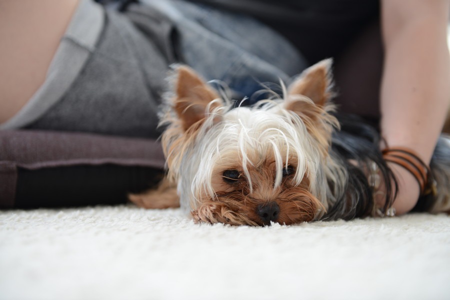 愛犬が疲れやすくなっている時に考えられる5つの病気