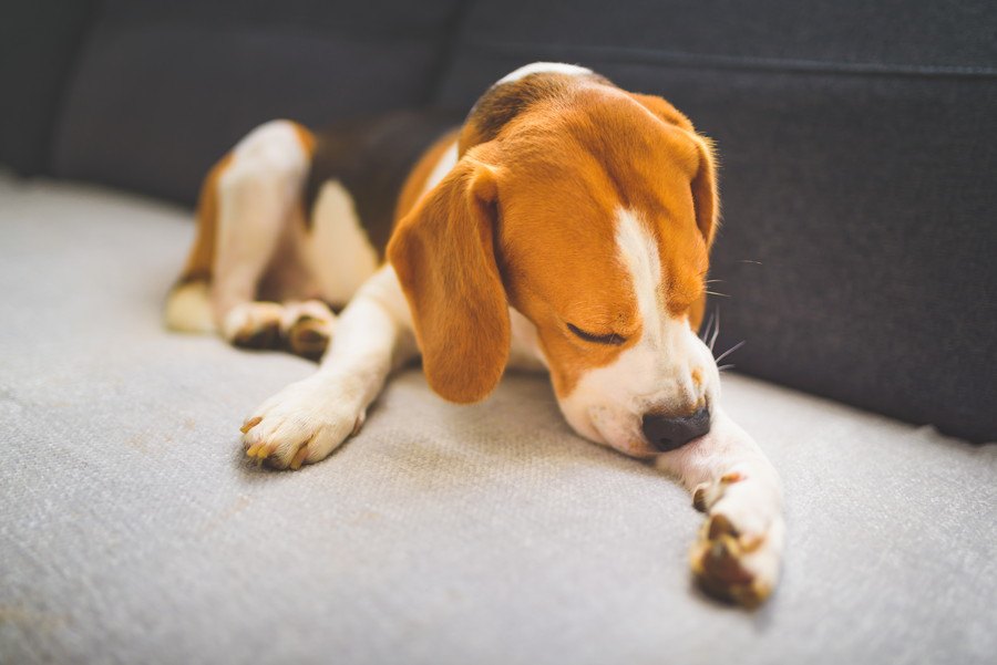 犬の『運動不足サイン』４選！適度な運動を継続することが重要