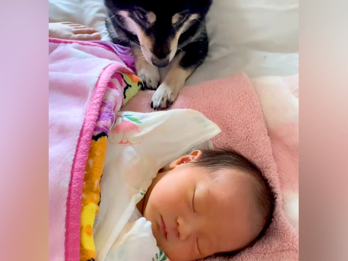 赤ちゃんの成長を見守っている犬→大きくなった結果…あまりにも愛おしい『素敵すぎる光景』が7万再生「涙腺崩壊した」「優しいわんこ」と反響