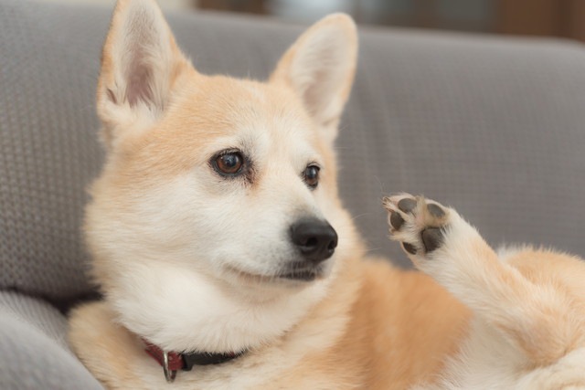 犬じゃないみたい…「猫化」したワンコたち