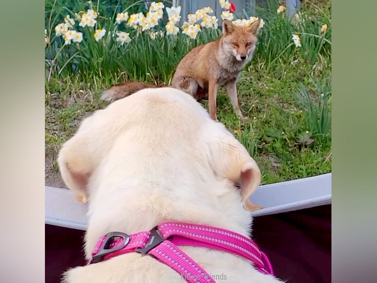 老犬との散歩中に出会った『野生のキツネ』が、ずっとついてきて…涙が止まらない『3年間の物語』が231万再生「尊い光景」「絆は色褪せない」