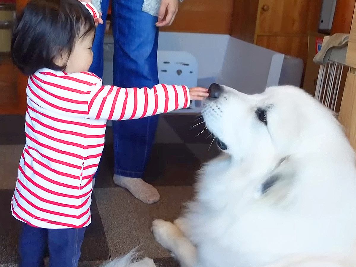 赤ちゃんが『超大型犬の前で初めて歩いた』結果…尊すぎる『大喜びな姿』が71万再生「可愛い…疲れ吹っ飛んだ」「クララが立った状態」と絶賛