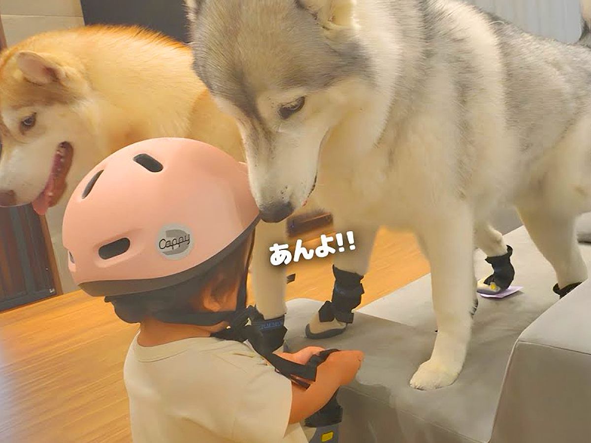 1歳の女の子と大型犬たちが『防災訓練に取り組んだ』結果…あまりにも可愛い『渋々付き合う光景』が6万再生「幸せな家族」「ほんと健気」と絶賛の声