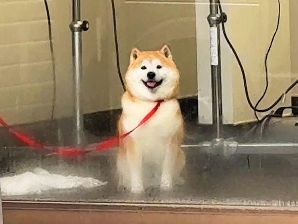 ペットホテルに預けた柴犬をお迎えに→窓越しに気が付いて…あまりにも尊い『発見した瞬間の行動』が23万再生「国宝級の可愛さ」「愛しかない」
