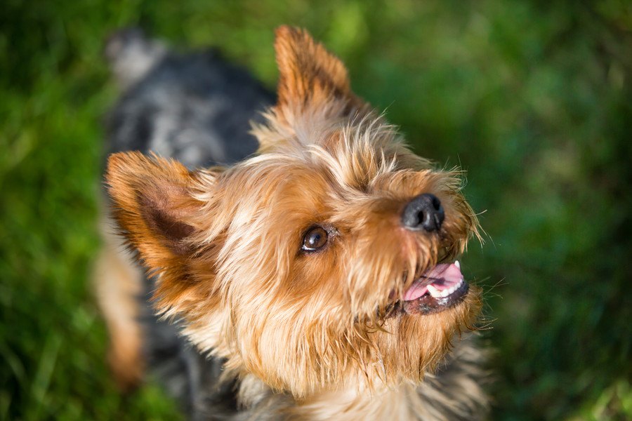 運動量の少ない犬種は散歩をさせなくても大丈夫？