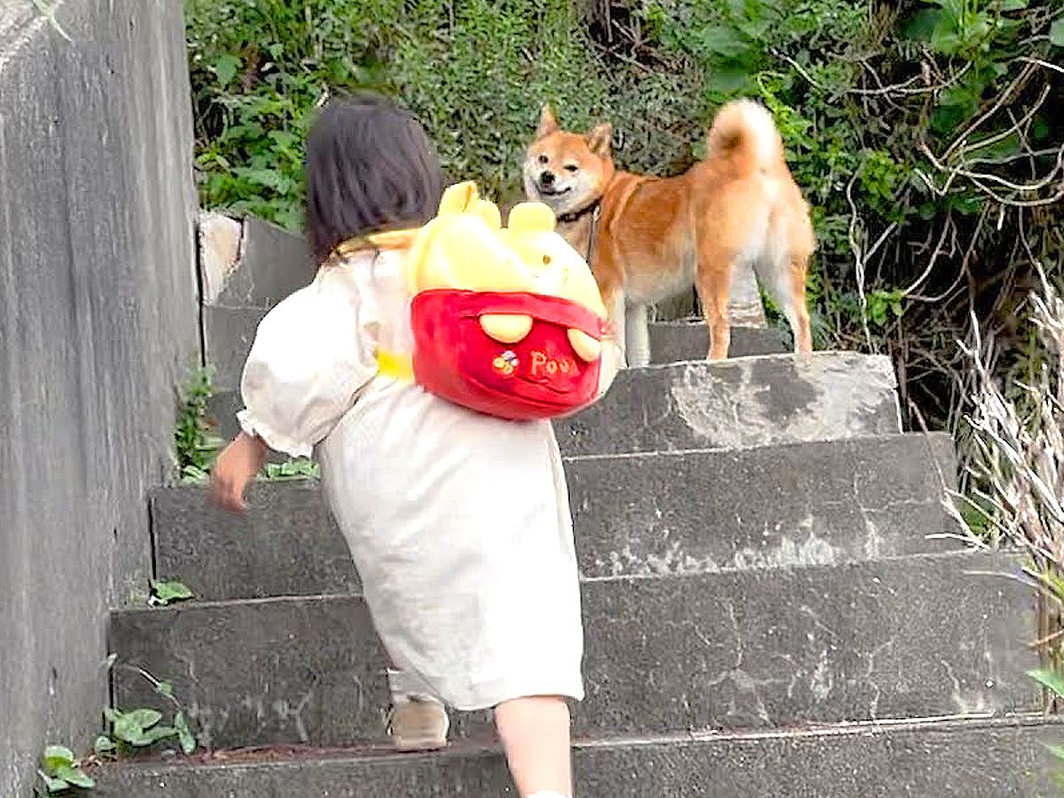 3歳の女の子と『犬の散歩』していたら…まさかの『階段の上で待ってくれる姿』が優しすぎると39万再生「胸が温かくなった」と絶賛の声