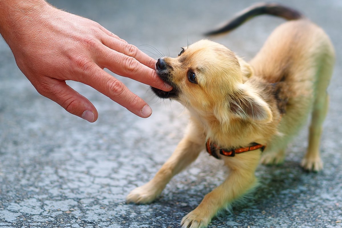 【夢占い】犬に噛まれる夢の意味や心理とは