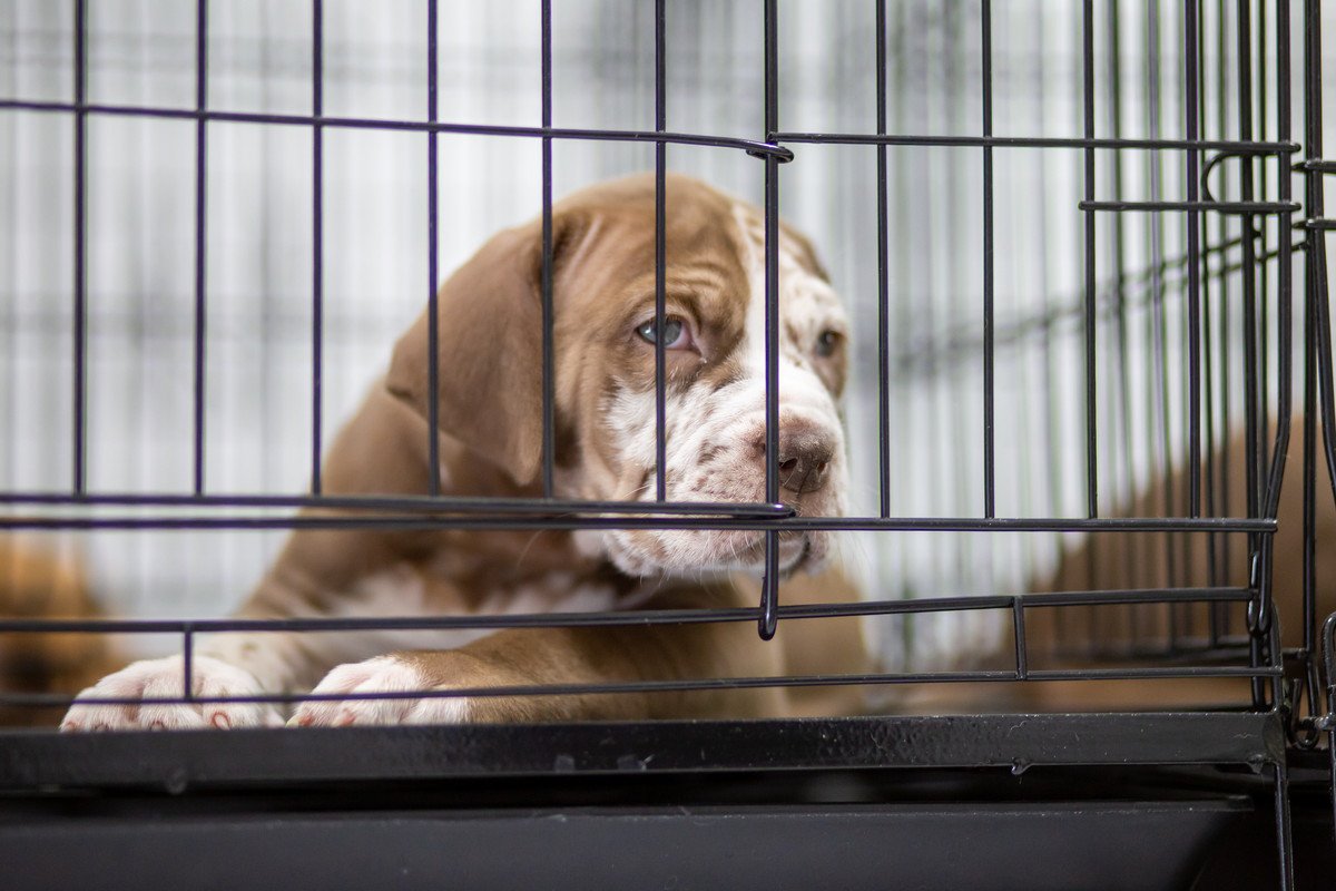 犬の反抗心を煽ってしまう『NG行為』3選！刺激を与えすぎるとトラブルに繋がることも