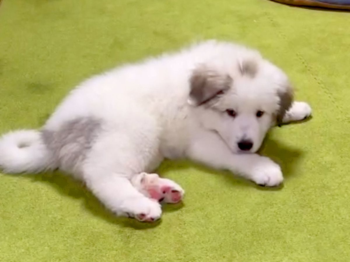 超大型犬の赤ちゃんを飼った結果→3年後…想像を超える『衝撃のビフォーアフター』が77万再生「デカくて可愛いｗ」「蹴り飛ばしてて草」と絶賛