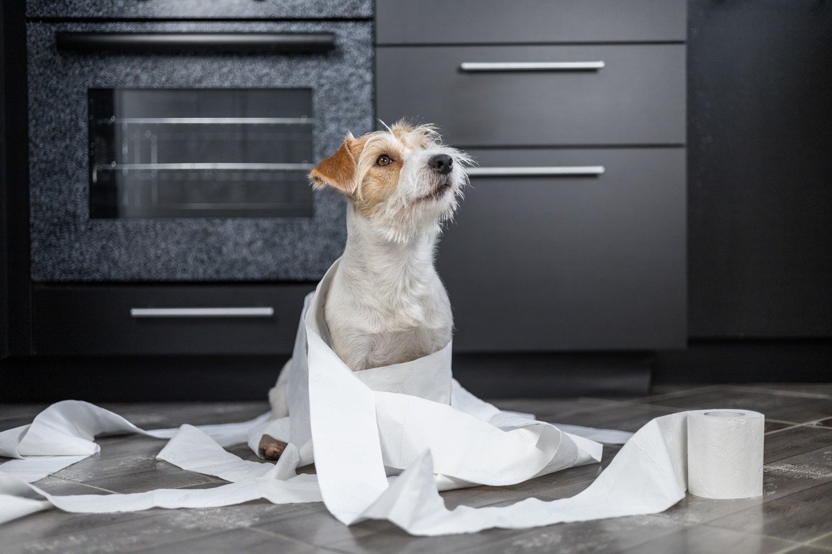 犬が『ウンチ』を隠そうとする5つの理由　主な心理や飼い主がやってはいけない対応まで