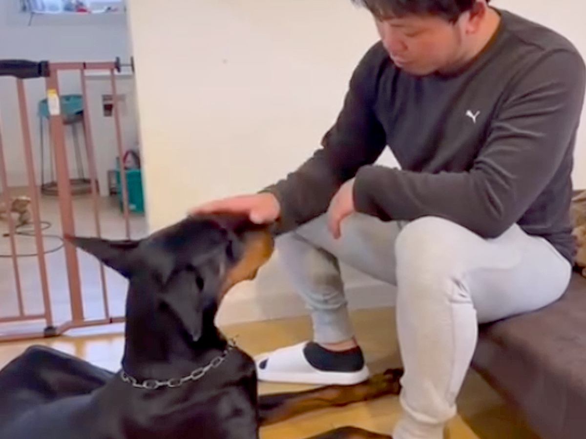 『男性』や『人の手』に恐怖を感じて咬んでしまう大型犬→壊れた心を再生するために…『現在の姿』に涙「表情が安心してる」と4万再生の反響