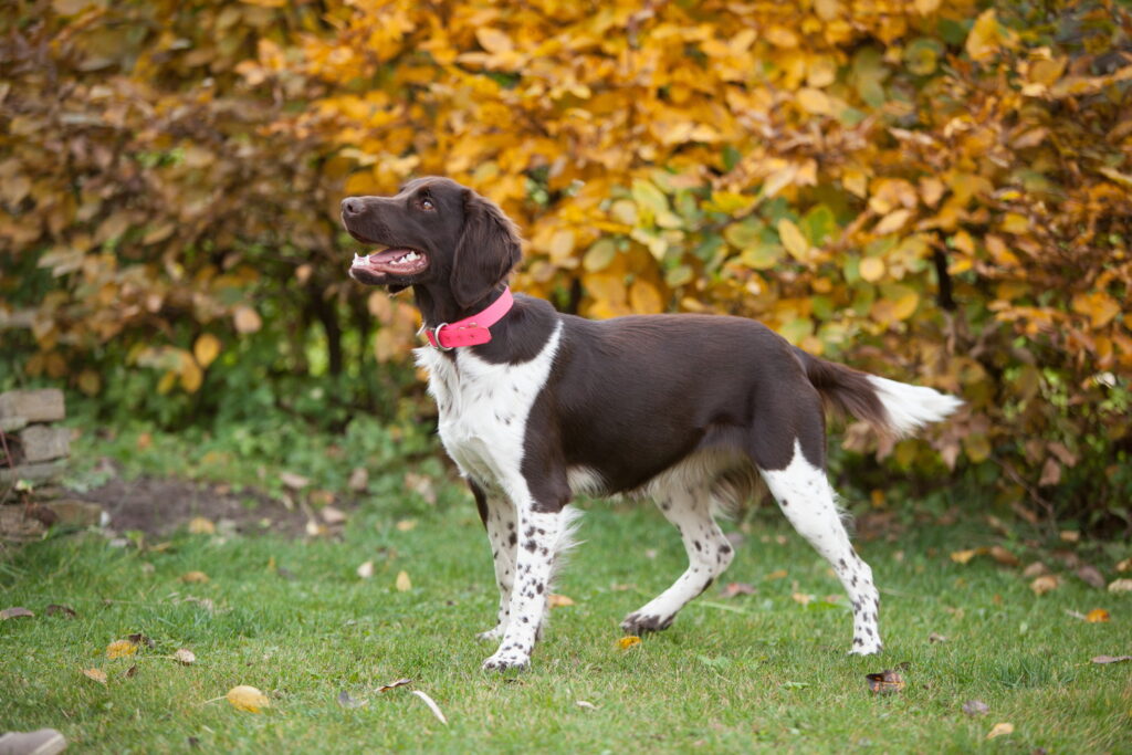 【獣医師監修】スモール・ミュンスターレンダーってどんな犬種？特徴と性格や飼い方・価格相場まで解説