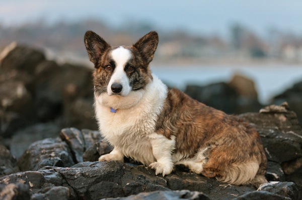 フリスビードッグはどの犬種でもできるドッグスポーツ！競技の種類と練習方法