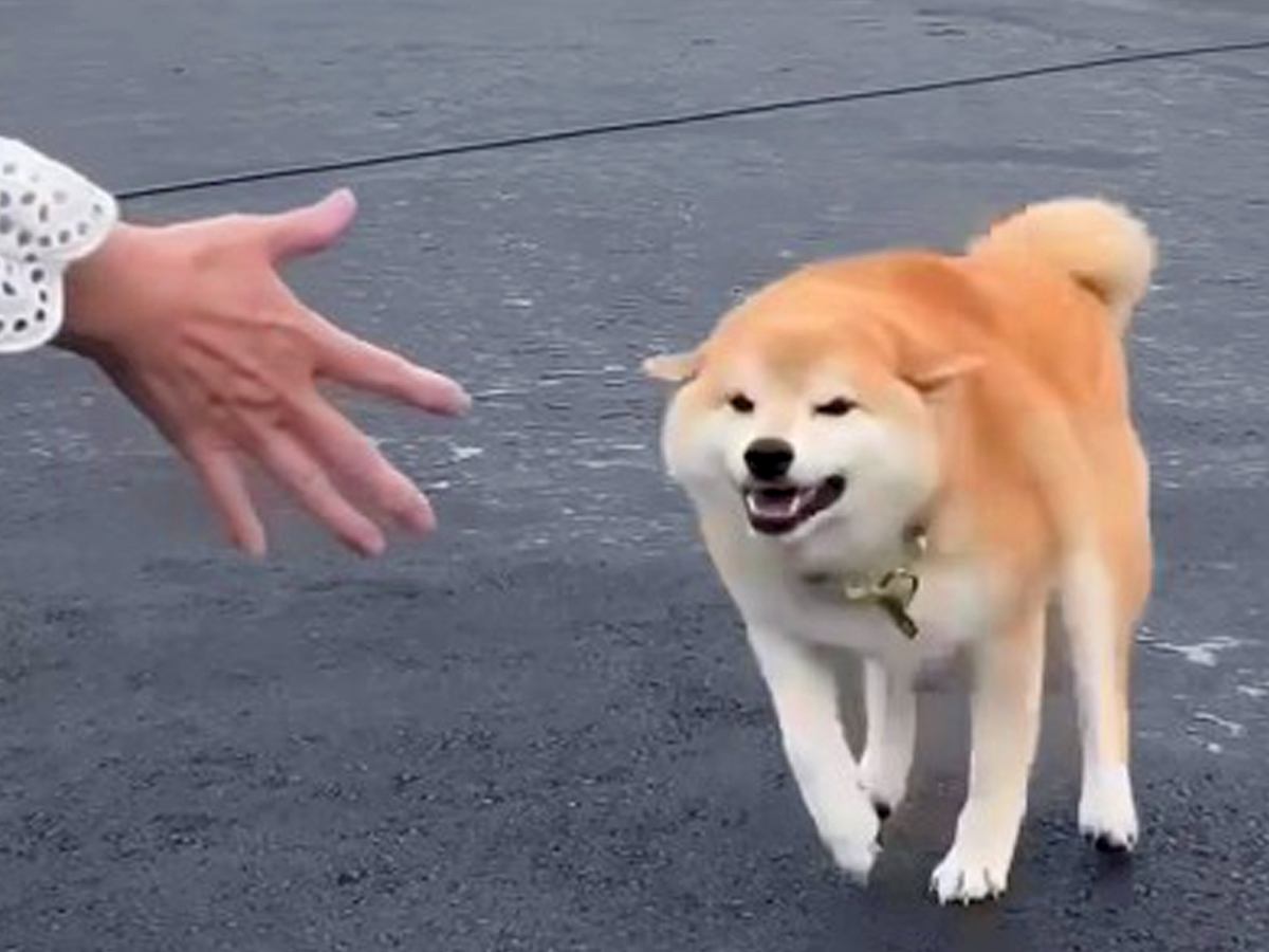 普段は素っ気ない犬が『大好きなおばあちゃん』を目の前にした、次の瞬間…胸が熱くなる『涙の再会』が31万再生「️大興奮で可愛い」「キュン」