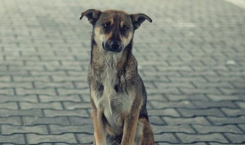 飼わない方が良い！犬を飼って後悔してしまう人の特徴４つ