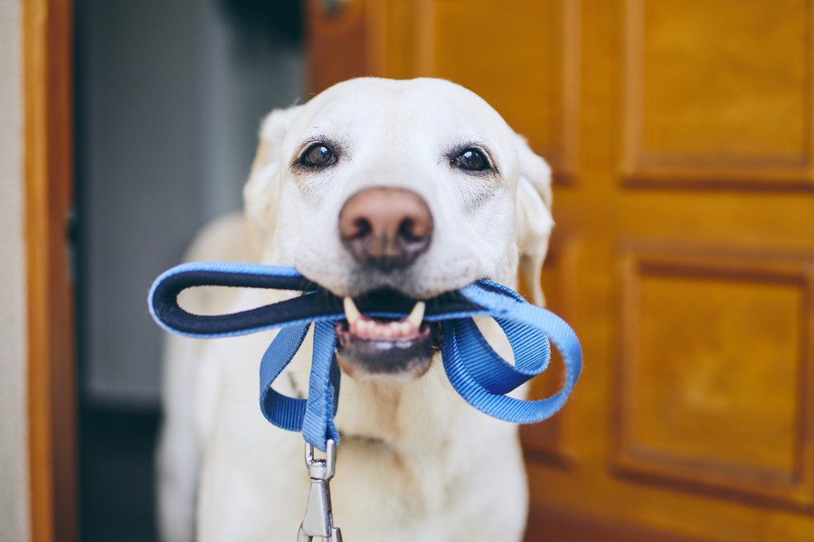 犬が散歩前に暴れる理由２選！どうやって落ち着かせる？正しい対処法は？