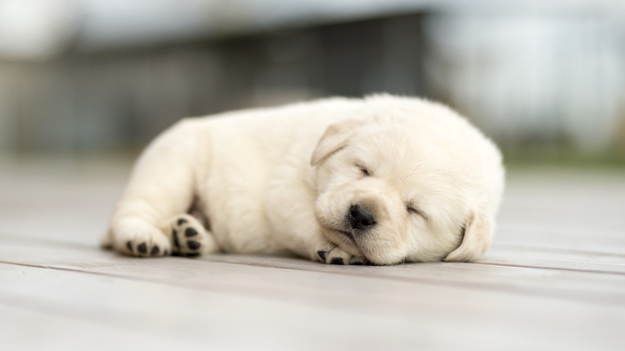 犬を飼う時に初日から必要になるもの７つ