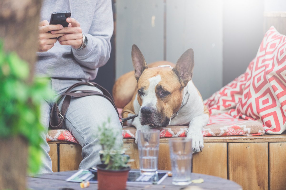 犬の飼い主が周りに配慮すべき5つのこと　犬が苦手な人もいることを忘れずに