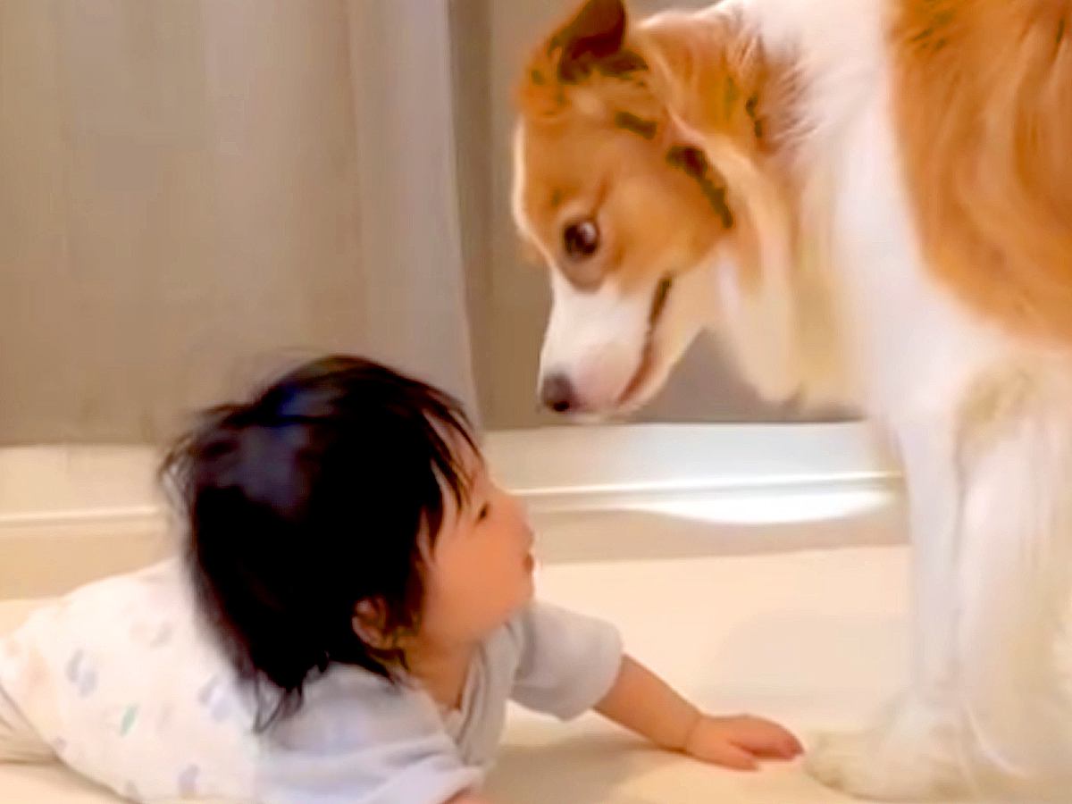 赤ちゃんと目が合わせられない『ビビりな犬』→仲良くできないかなと思っていたら…『7ヶ月後の光景』に反響「逃げる顔ｗ」「成長楽しみ」