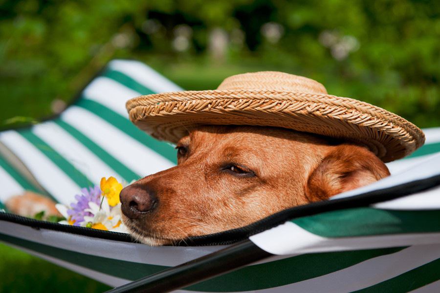 愛犬と泊まれる宿でのマナーと注意点