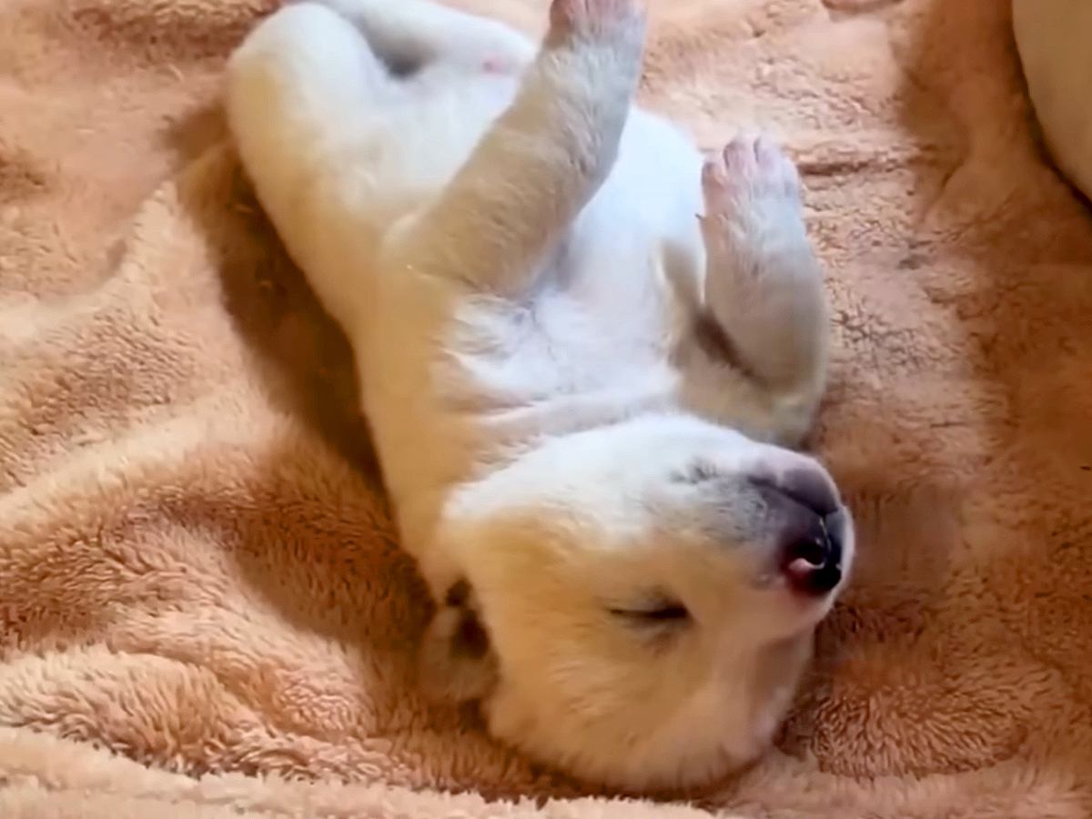 7個あるべき骨が、生まれつき5個しかない赤ちゃん犬…涙がとまらない『2年後の展開』が103万再生「胸が熱くなった」「感謝しかない」と称賛