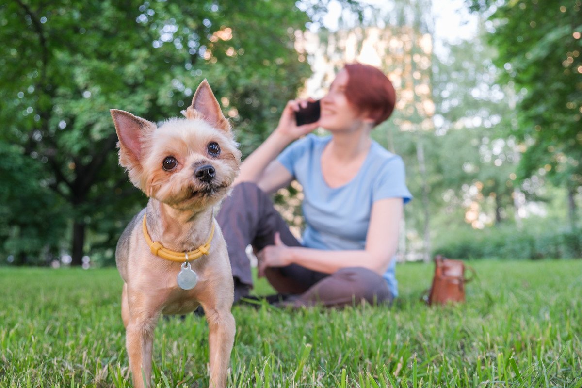 【絶対NG】犬の散歩でしてはいけない『飼い主の行動』4選！愛犬が亡くなってしまう危険性も