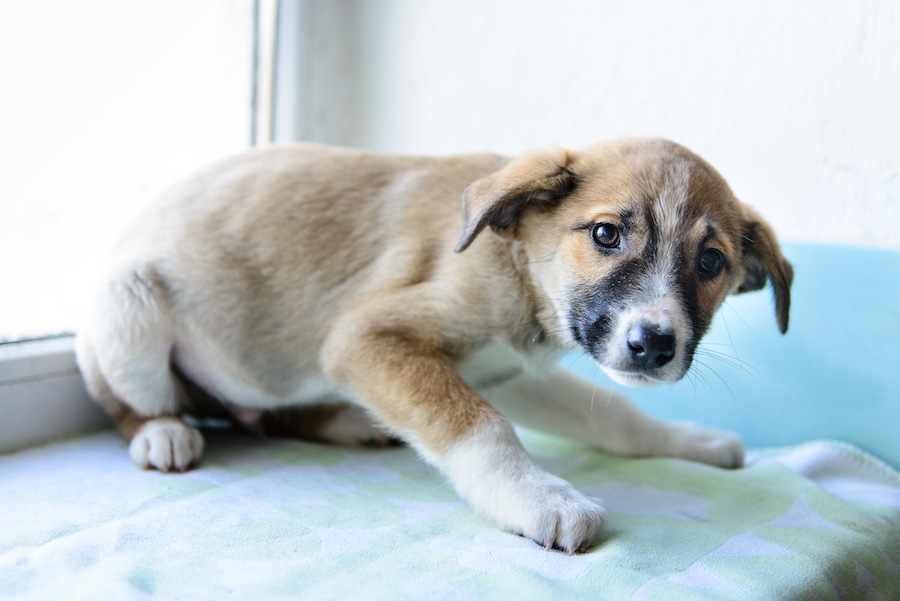 犬が申し訳なさそうな顔をしている時の心理3つ