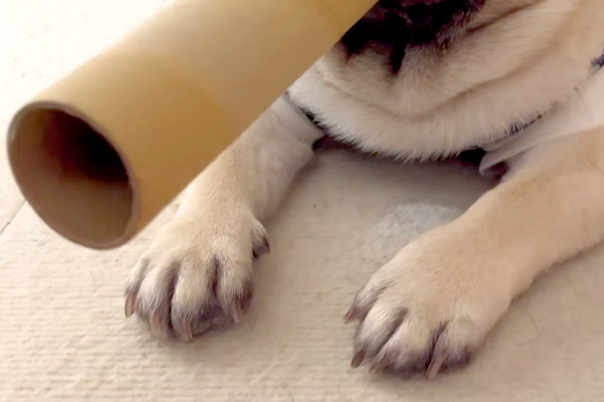 『マフィアみたい』と言われた犬→なぜか筒を咥えていて…思わず納得する『まさかの光景』が45万再生「可愛いｗ」「ゴッドファーザーで草」