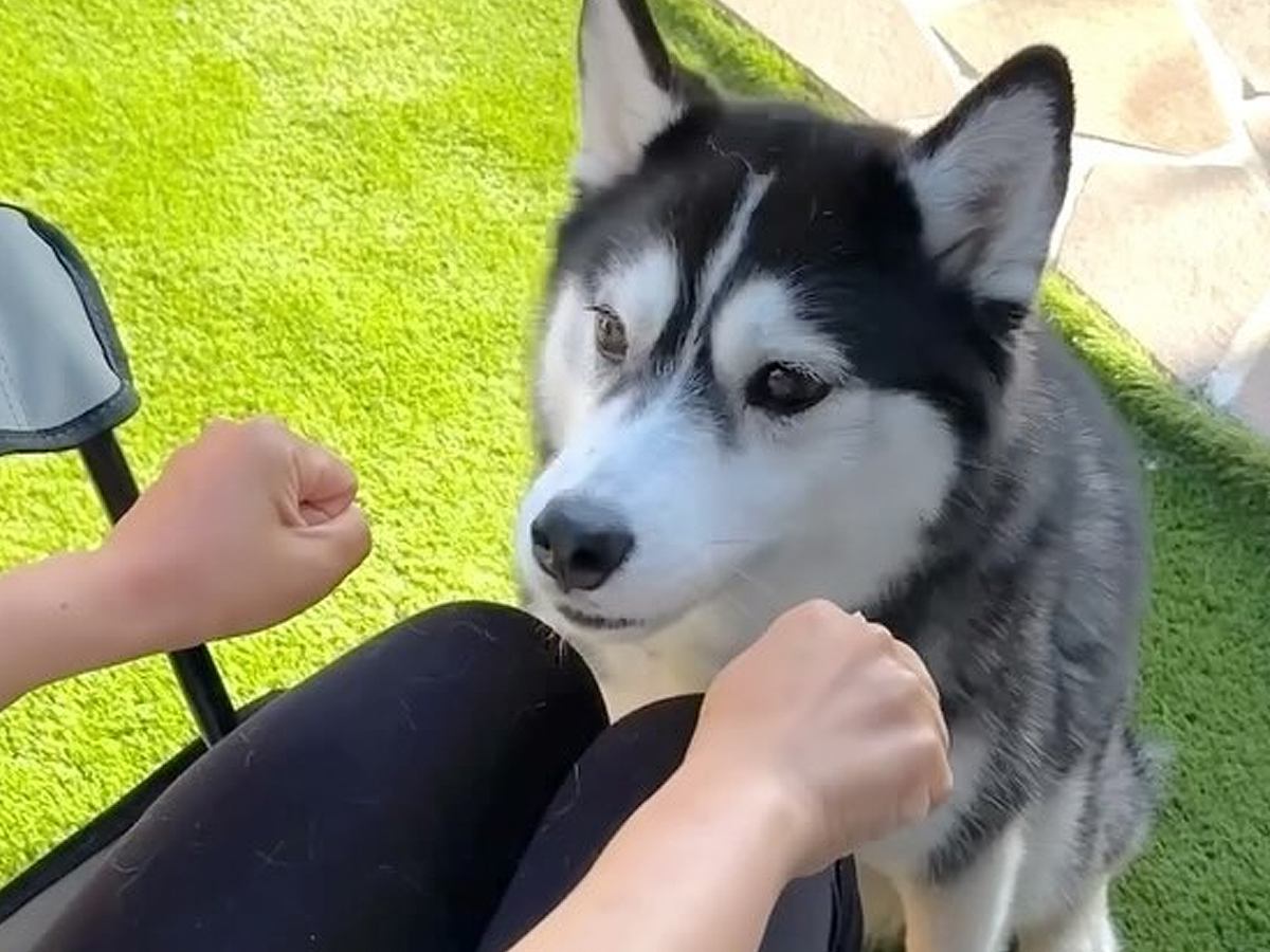 『どっちの手に入ってる？』ハスキー犬がおやつ当てゲームに挑戦したら…逆に凄い『まさかの結果』が4万再生「ある意味才能」「結果オーライ」