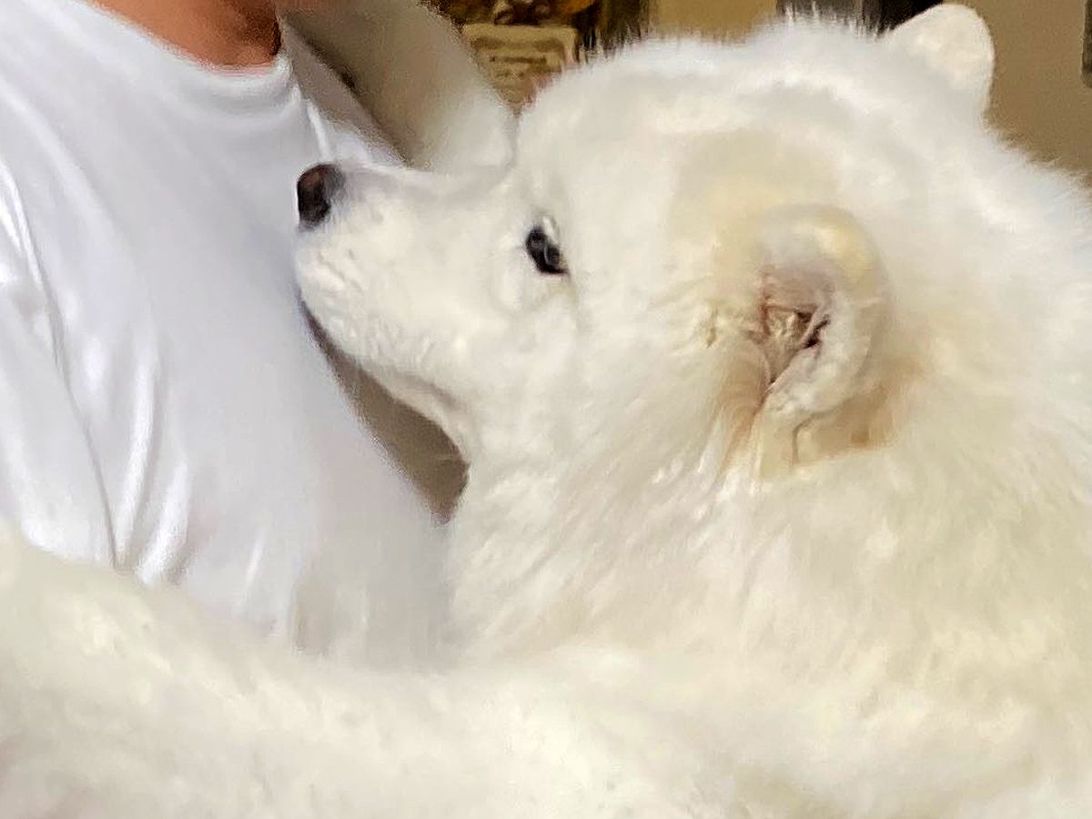 パパが赤ちゃんを抱っこしようとしたら…横にいた大型犬がみせた尊い行動に2万4000いいね集まる「か、可愛すぎる…」「甘えたいよね」と悶絶