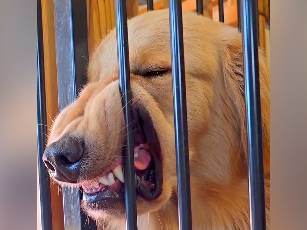 生後４ヵ月からある"大型犬の変なクセ"…「顔がすごいことにｗ」「普段はイケメンなのにｗ」思った以上の光景に18万再生の反響と爆笑の声