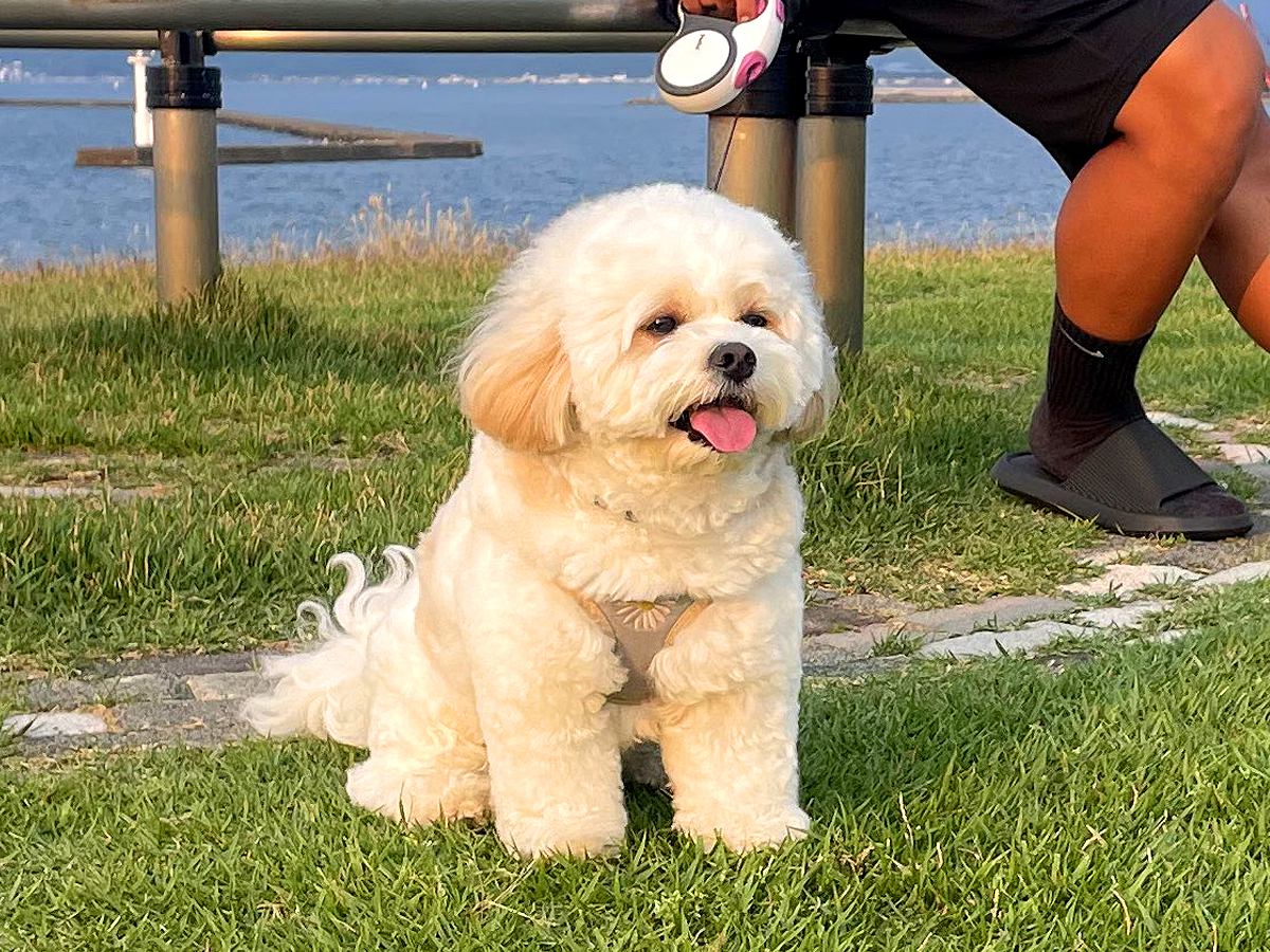 犬とお散歩していたら…近所のおばちゃんに言われた『まさかの言葉』に爆笑「ワンといわなさげｗ」「感情なくて草」と4万8000いいね集まる