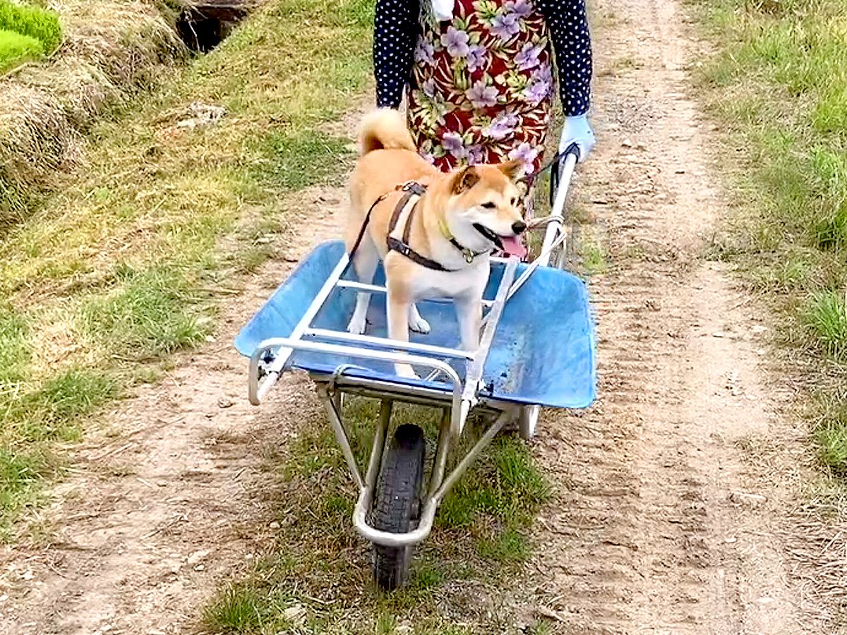 犬が『田植えのお手伝い』にきた結果…まさかの『出勤方法』が可愛すぎると7万再生「バランスとってるｗ」「運転手付きで草」と絶賛の声