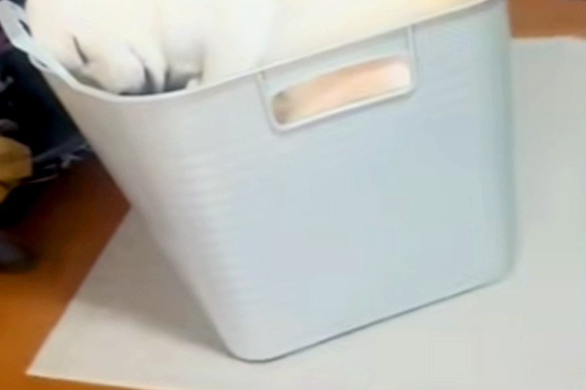 洗濯物を畳もうとしていたら、洗濯カゴの中に…絶対に家事が進まない『まさかの光景』が13万再生「綺麗に収まってる」「シンデレラフィット」