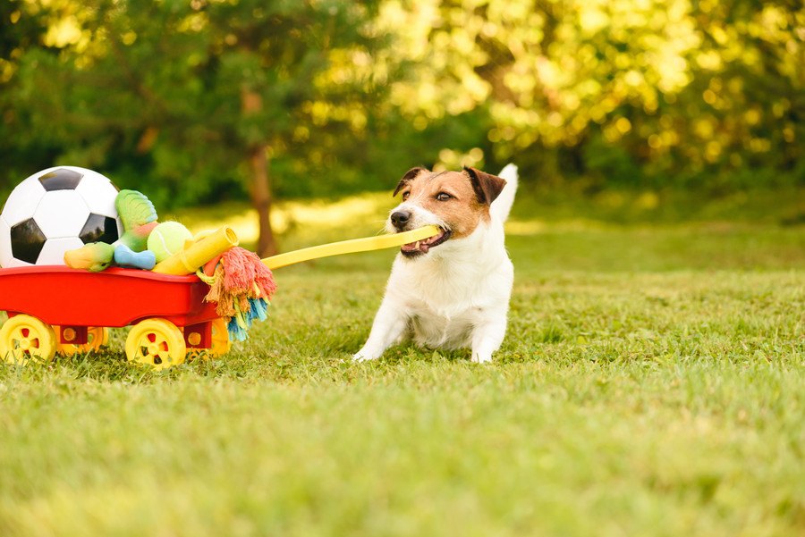 犬との遊び時間は何分くらいがベスト？遊びすぎるデメリットとは？