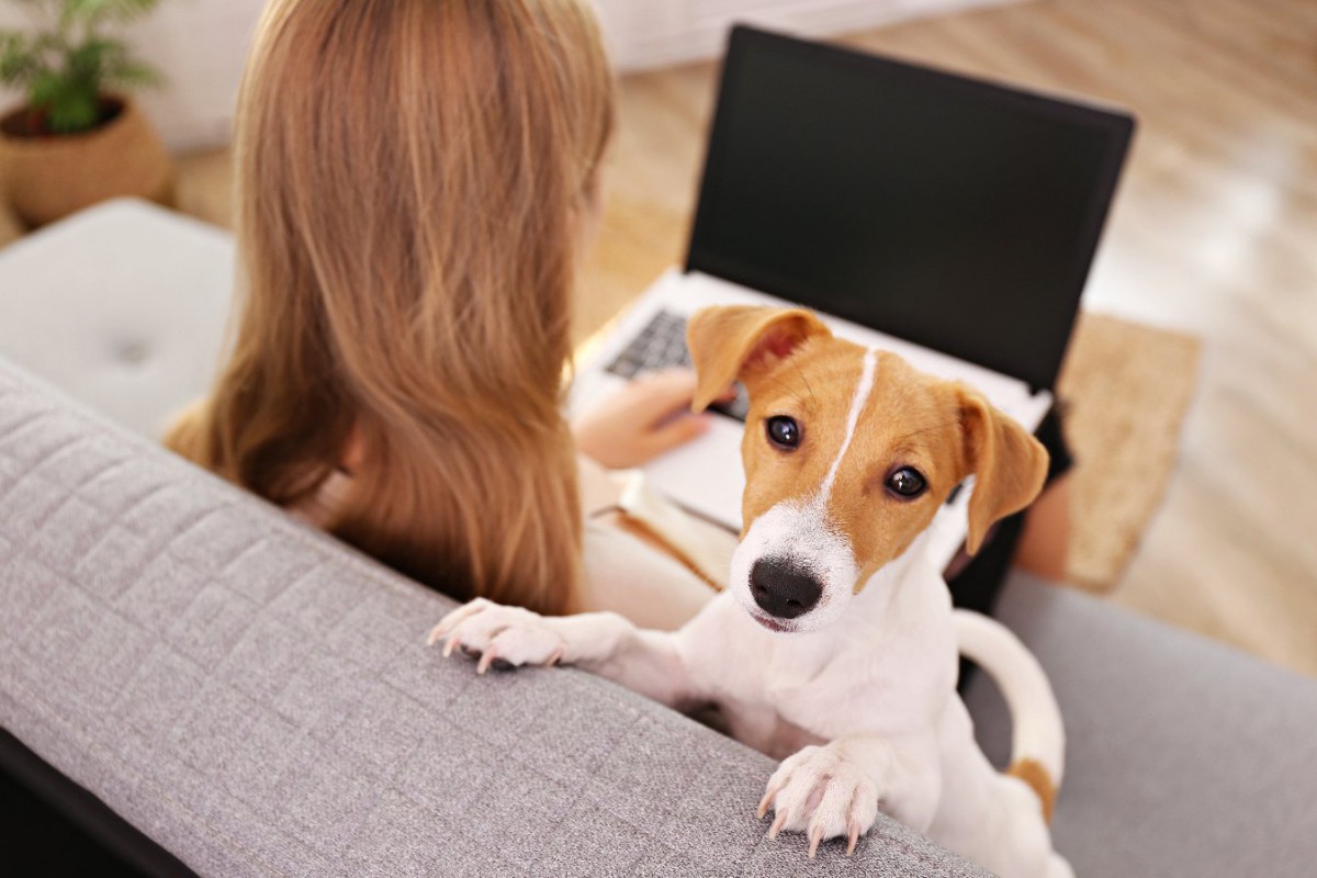 犬が考えている『飼い主にやめてほしいこと』5選