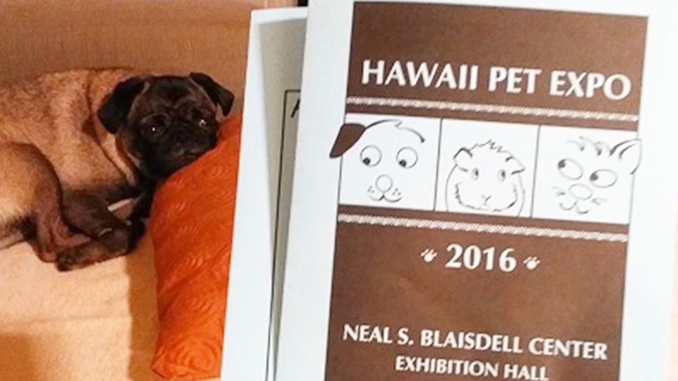 ウメとの〜んびり! in Hawaii　〜ウメちゃんHawaii Pet Expoへ遊びに行く！編〜