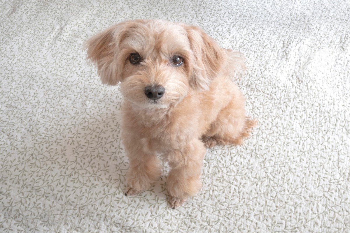 犬が飼い主にみせる『要求』サイン4選　執拗にアピールしてくるときの正しい接し方とは？