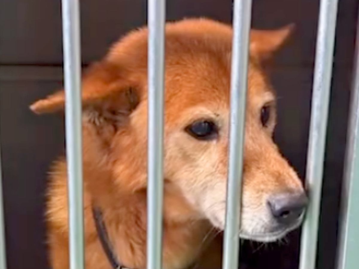 飼い主に捨てられても『６ヶ月間待ち続けた放浪犬』→処分寸前で救われて…涙腺崩壊する結末が7万再生「奇跡が起きた」「絶対に幸せに」と感動