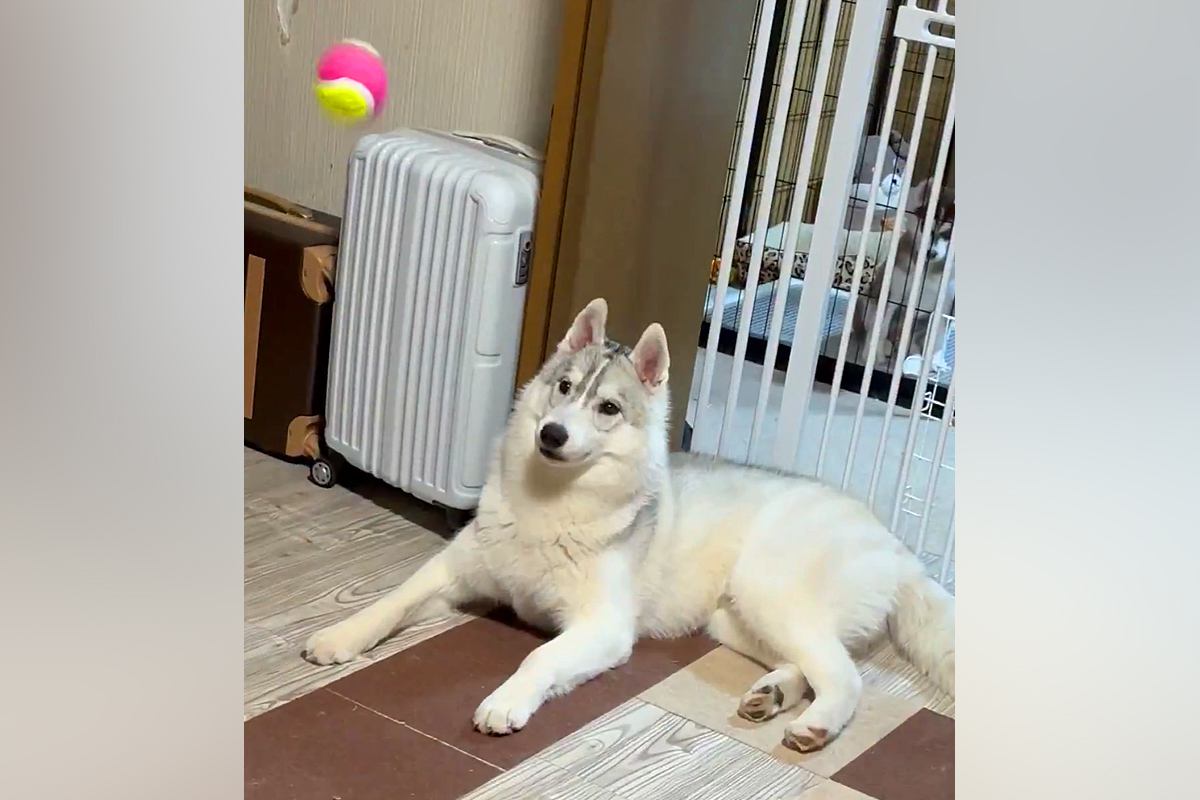 かっこいいハスキー犬に『ボールを投げた』結果…見た目とのギャップがありすぎる『まさかの結末』に7万いいね「芸術点高いｗ」「何回も見た」