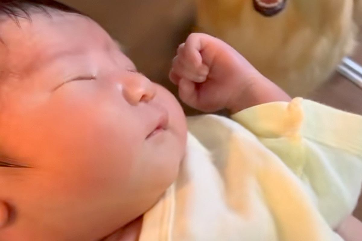 生まれたばかりの赤ちゃんと一緒に帰宅→大型犬が『新しい家族』と気づくと…一瞬で表情が変わる光景が100万再生「涙出そう」「顔たまらん」