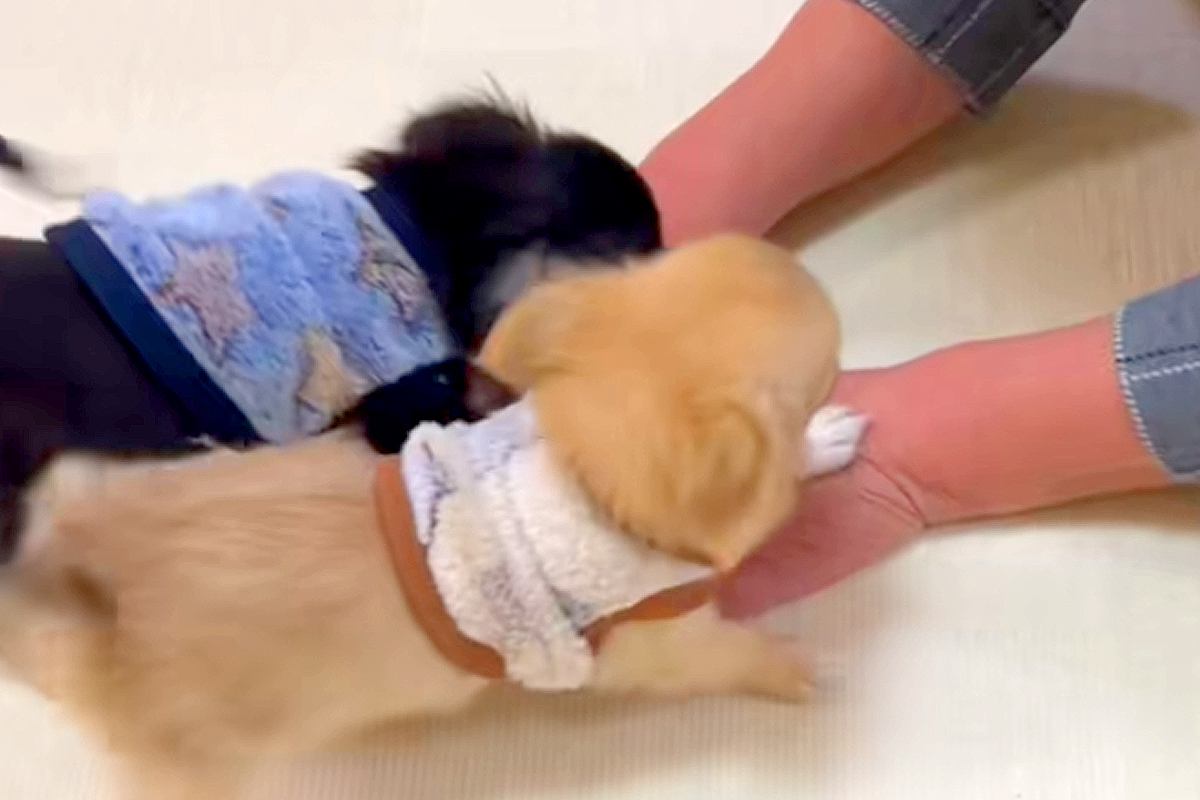 おばあちゃんと初めて会った2匹の赤ちゃん犬→何をしても褒めてくれて…とんでもなく尊い光景が139万再生「全員かわいい」「仲間に入りたい」