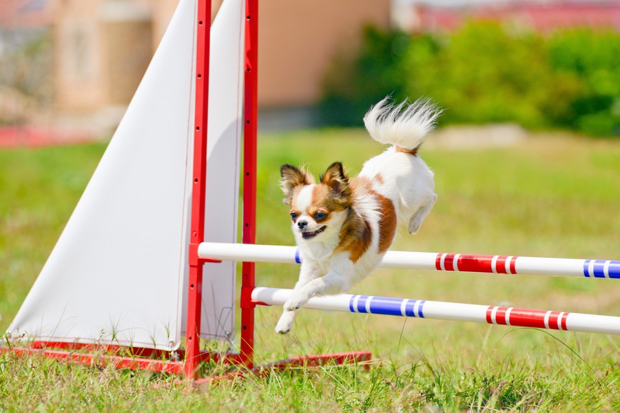 犬の心の成長のために必要なことを考える