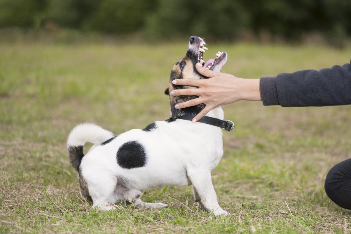 犬が突然人を噛むようになった！3つの原因とやめてもらうコツを解説