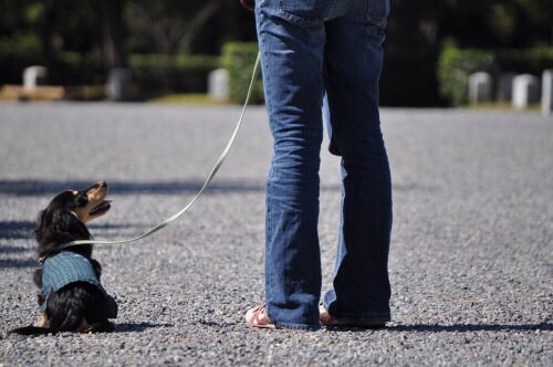 犬の散歩の仕方┃正しい散歩の仕方や注意点とは？