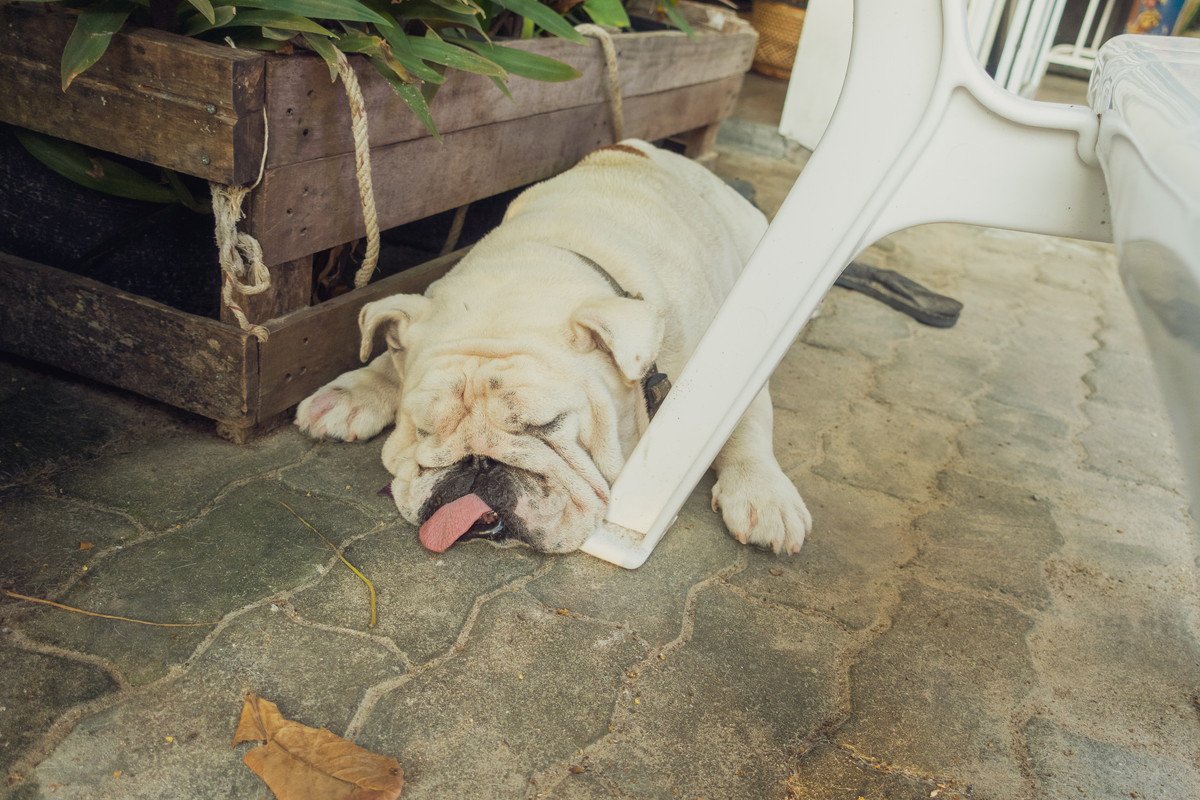 犬が『お水を飲まない』原因5選　水分不足による危険な症状や脱水を防ぐための対処法まで