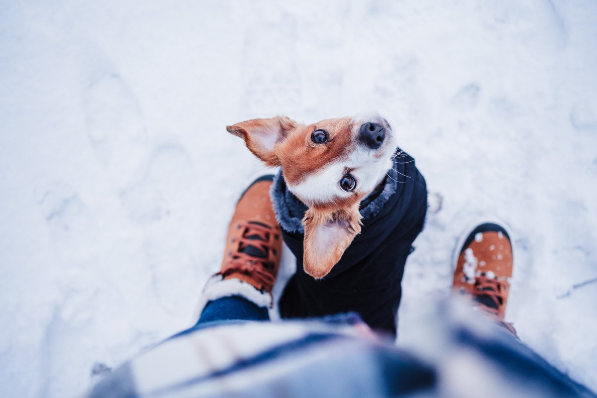 犬の足って冬は寒いの？人との違いや靴の必要性とは？