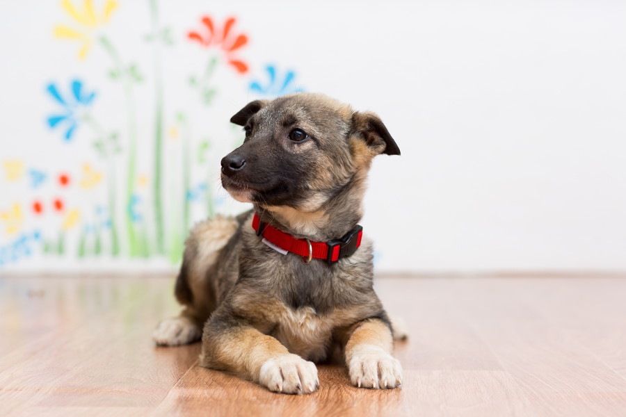 犬が飼い主に前足を添えるときの心理３つ