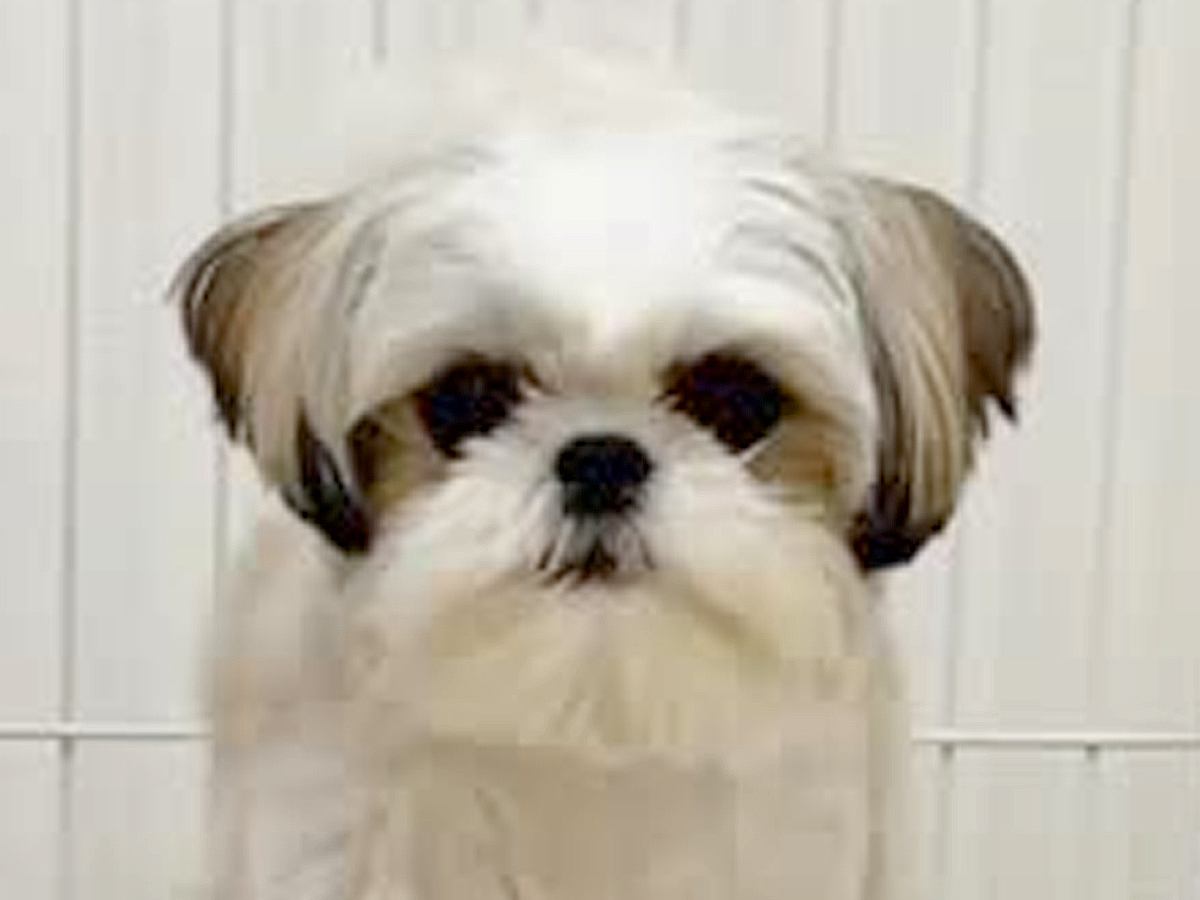『お風呂中はハウスで待ってて』と犬に教えた結果→まさかの『察しが良すぎる行動』が115万再生「すごい賢い」「音楽で理解してる」と称賛